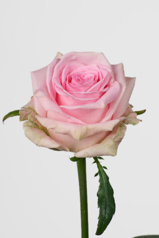 Rose Sweet Dolomiti