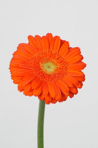 Navelino