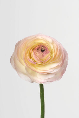 bicolore crème rose