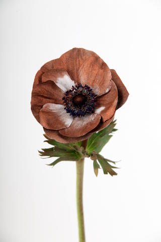anemone marianne poudree cuivre