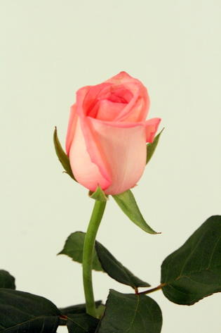 rose casanova