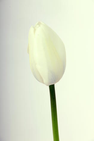 tulipe hybride gwen