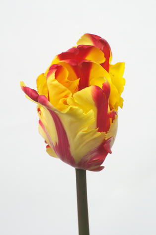 Flaming Parrot