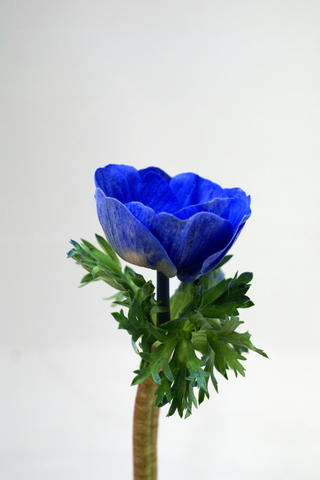 anemone marianne poudree bleu roi