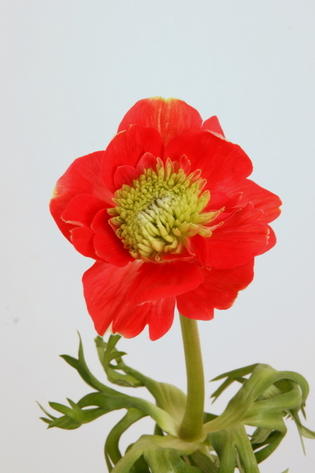 ANVG anemone levante rouge