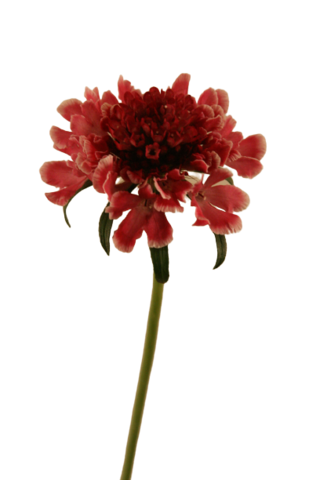 Scabieuse_Fraise__2_-removebg-preview.png