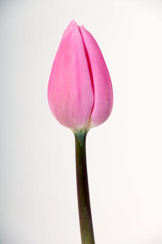 tulipe hybride aafke