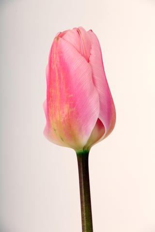 tulipe hybride algarve