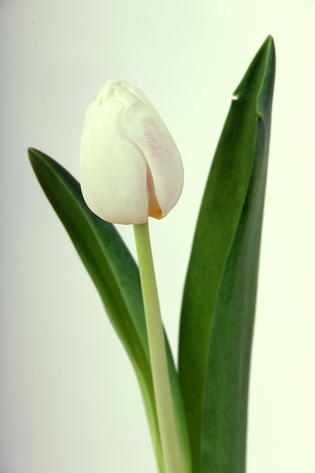 tulipe hybride antartica