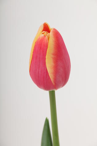 tulipe hybride buster