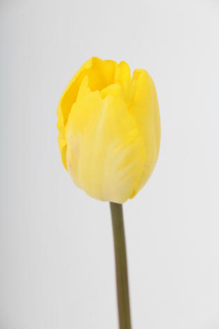 tulipe hybride gander rainbow