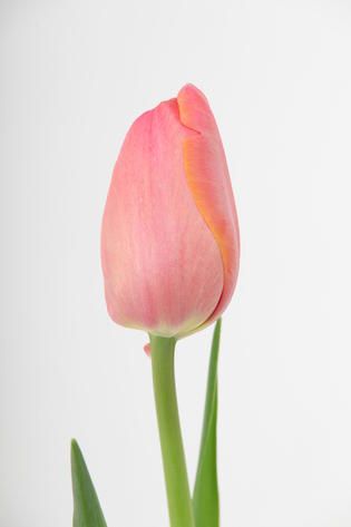 tulipe Hybride Primavera
