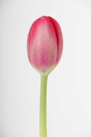 tulipe hybride red power