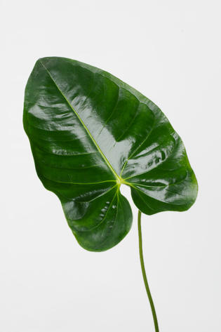 feuille