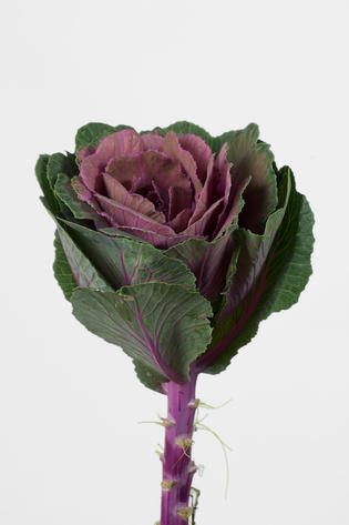 fleur