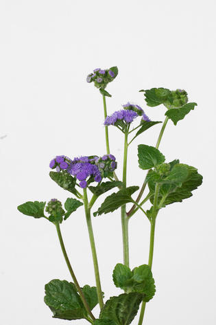 houstonianum bleu violine