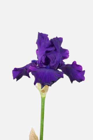 iris d'eau bleu