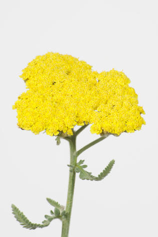 jaune