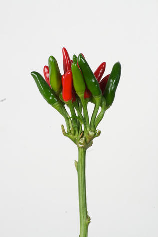 Paprika Rouge 