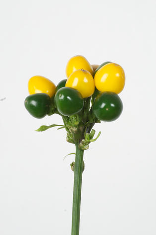 Rio yellow 