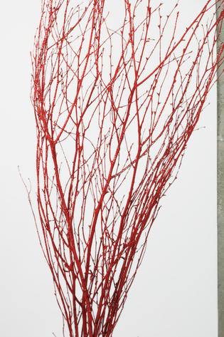 teinté rouge