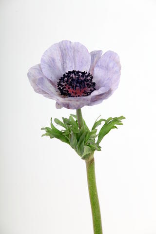 anemone marianne poudree iris bleu