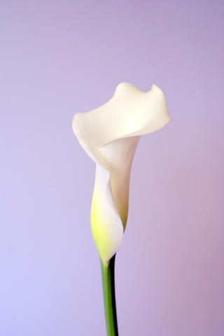 Aspen (calla)
