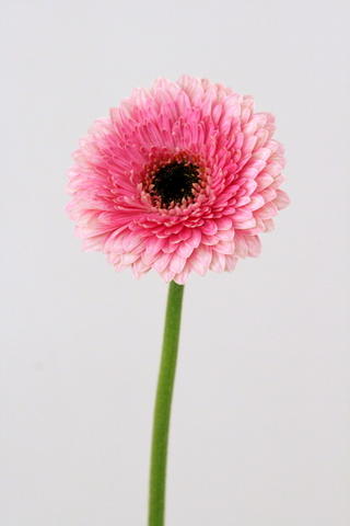 Ponponi rose 