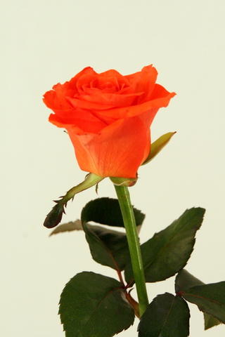 rose maura