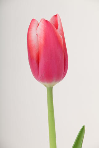 tulipe hybride la mancha
