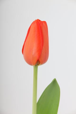 tulipe hybride lalibella