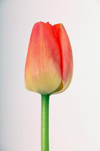 tulipe hybride orange pride