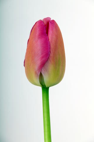 tulipe hybride purple