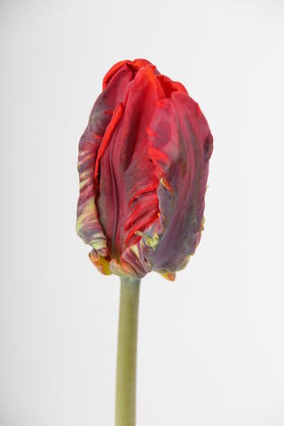 tulipe hybride roccoco