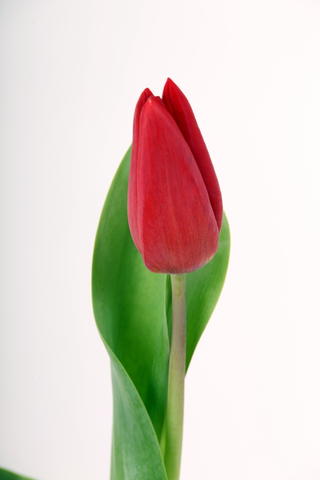 tulipe hybride strong love