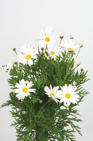 chrysanthème