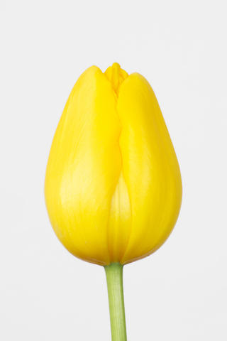 Cote d'Or