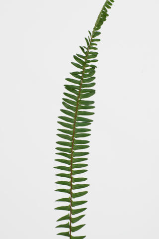 feuille