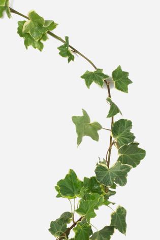 HEDERA elix