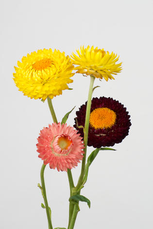 Immortelle à Bractée