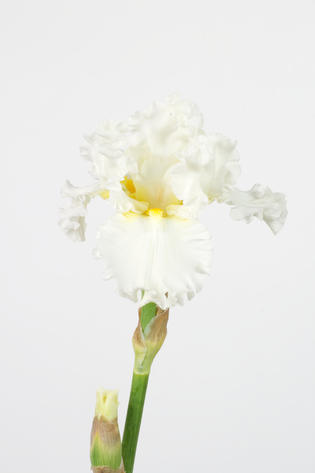 iris d'eau blanc