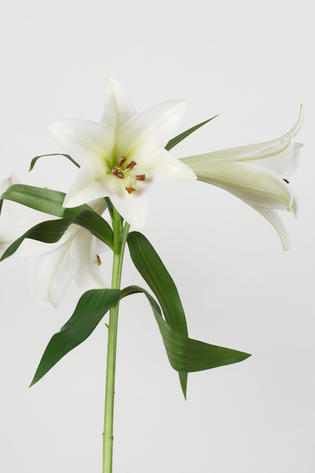 longi arisis White heaven 