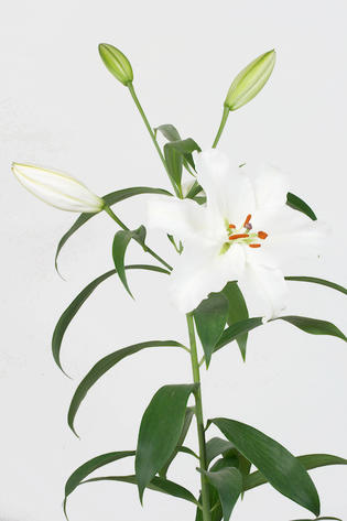 oriental Caroline Tensen 