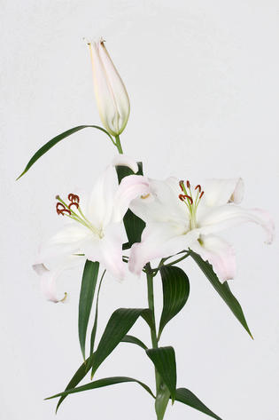 oriental Nova Zembla