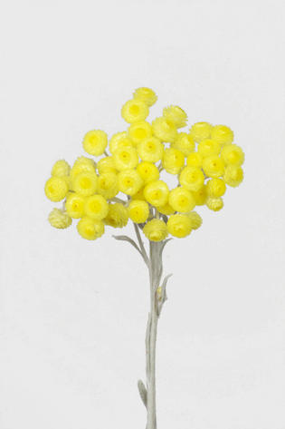 orientale - Immortelle du var