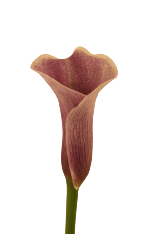 calla airbrush