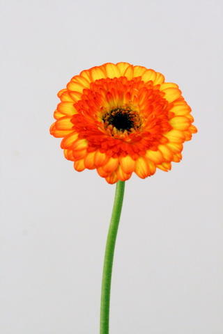 Colori
