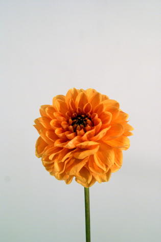 dahlia orange