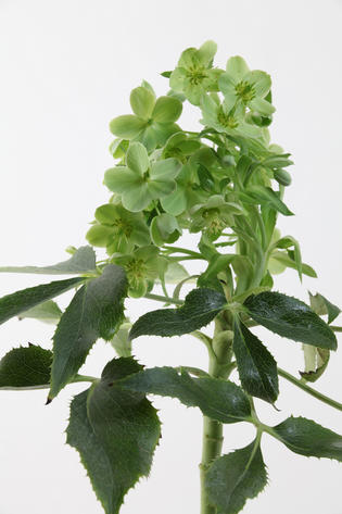 Hellebore vert