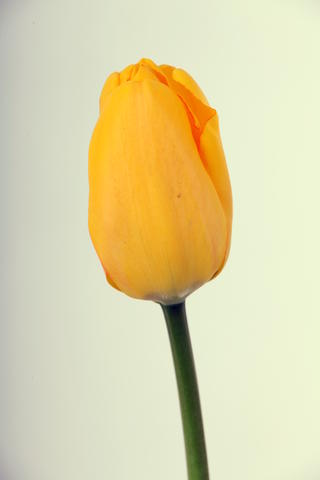 tulipe hybride blushing